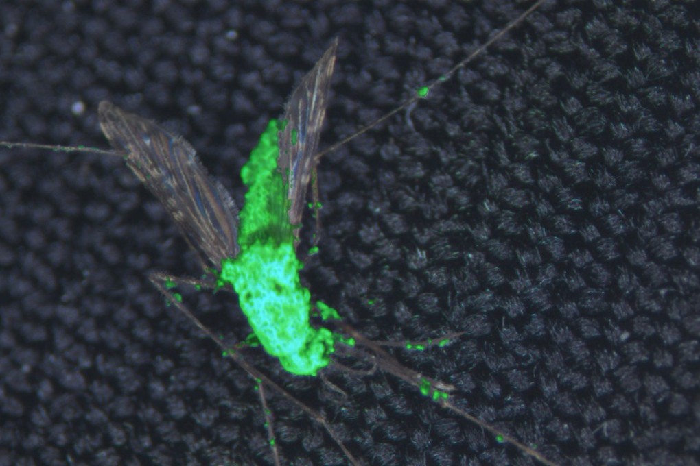 This composite image shows a dead female Anopheles gambiae Metarhizium pingshaense, which has been engineered to produce spider and scorpion toxins. The fungus is also engineered to express a green fluorescent protein for easy identification of the toxin-producing fungal structures. Photo: Handout