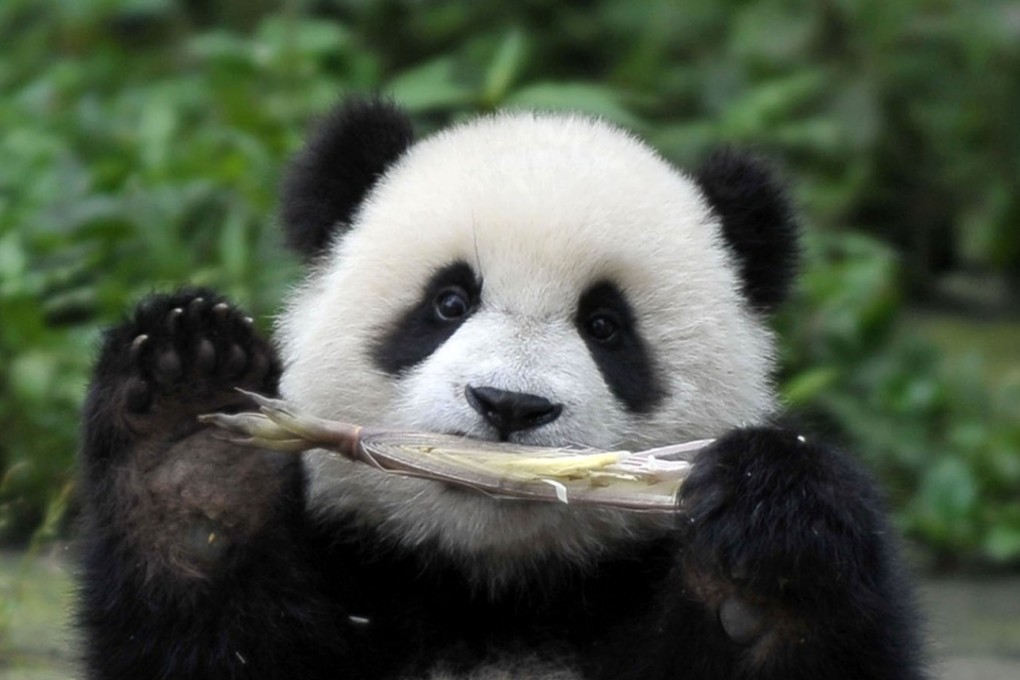 A panda at a research centre in Chengdu. Photo: Handout
