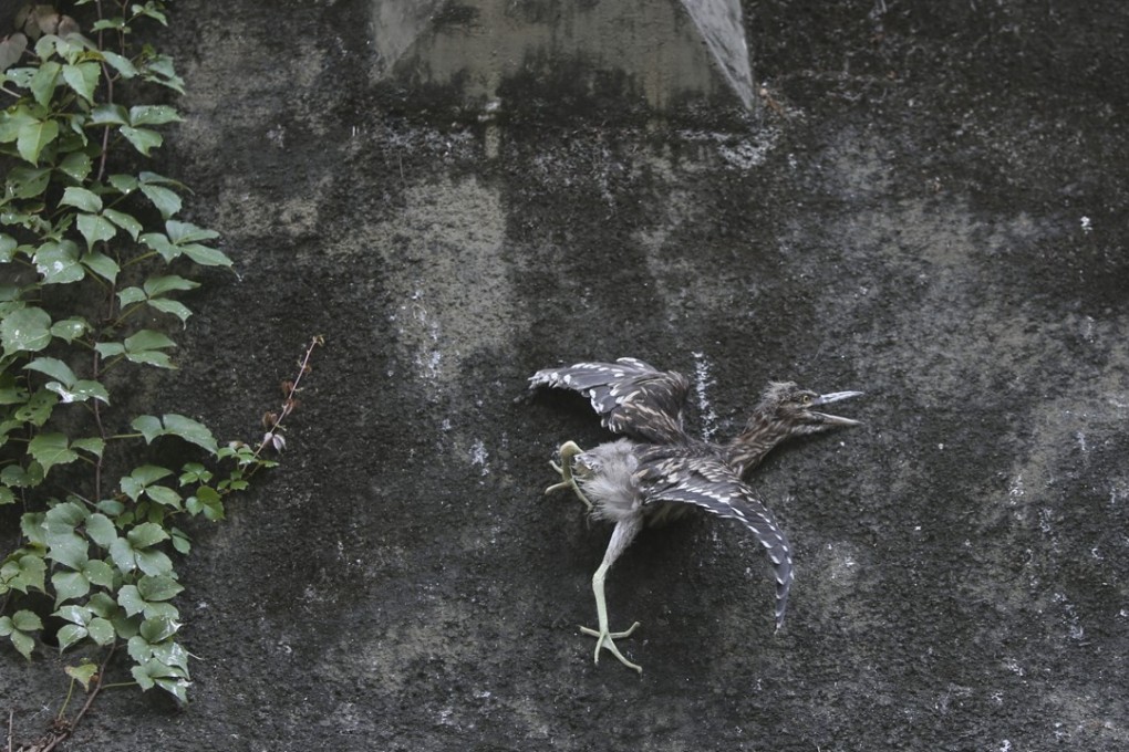 An injured egret following the tree pruning operation in Tai Po. Photo: Sam Tsang