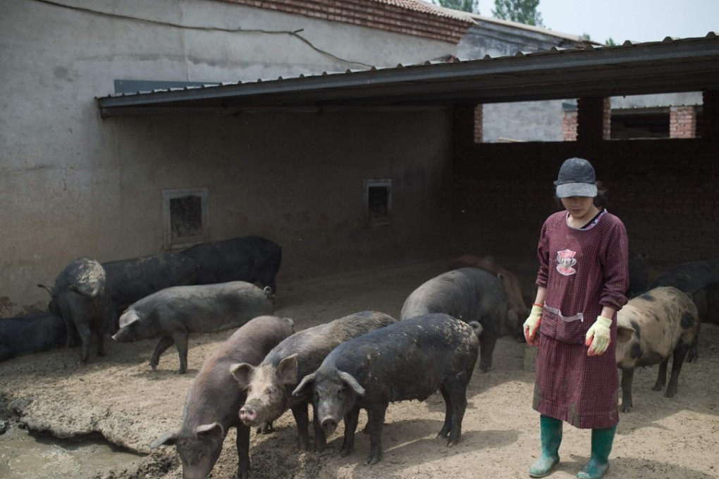 A farmer tends to her pigs at a traditional small farm outside Beijing. Photo: AFP