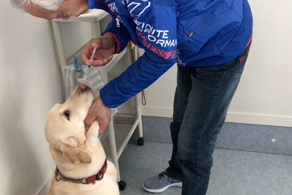Bee, a female Labrador retriever, being trained to remember the smell of cancerous cells. Photo: Town of Kaneyama