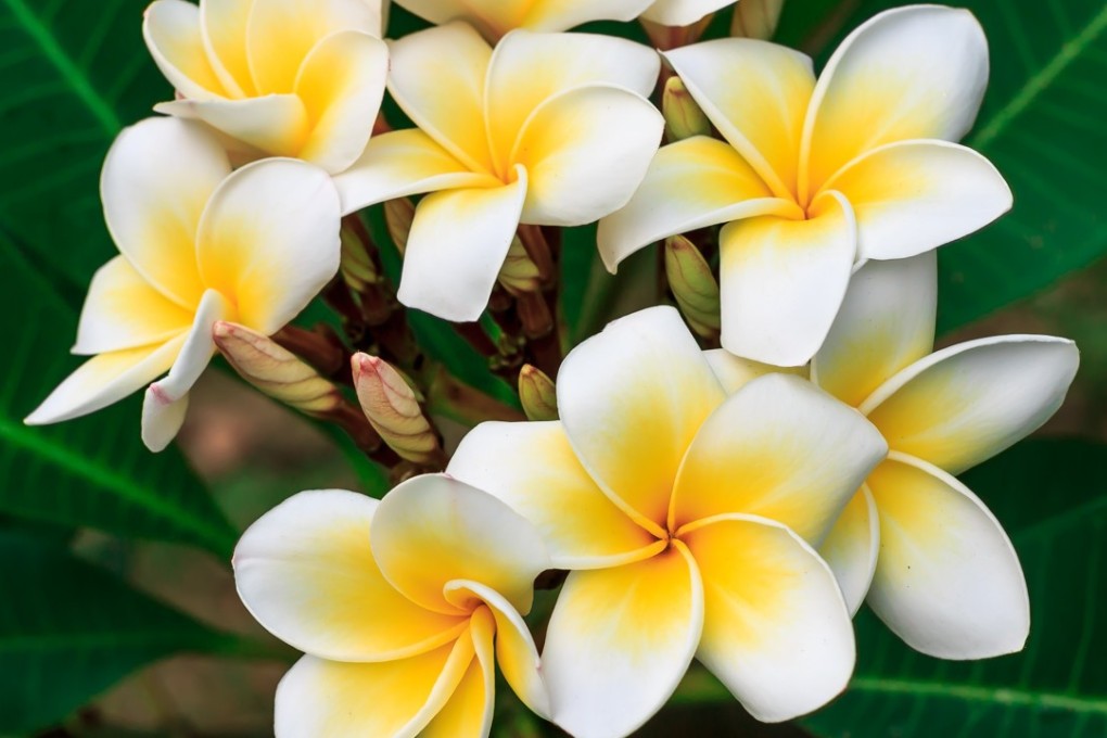 Frangipani flowers.