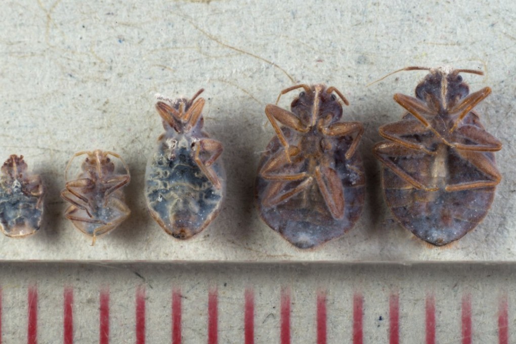 Close-up images of dead bed bugs in Tai Po. The scale below is in millimetres. Photo: Antony Dickson