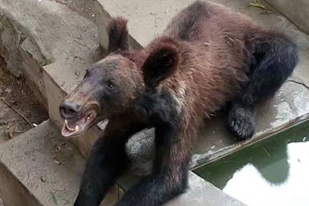 === NO ARCHIVE IMAGE === ATN. BEAR21. Henan zoo under fire over emaciated bear. UNDATED HANDOUT