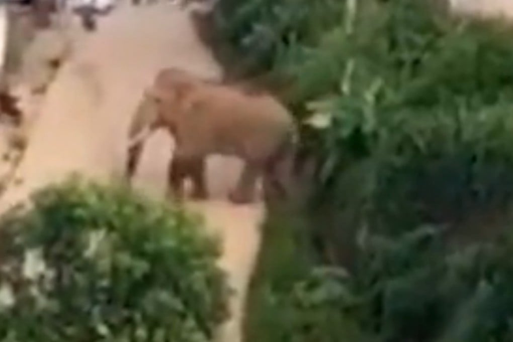 Zhao Xinmei, a 69 year old farmer in Fazhanhe prefecture, Yunnan, was tortured and killed by wild elephants last month, according to mainland media reports. Photo: SCMP Pictures