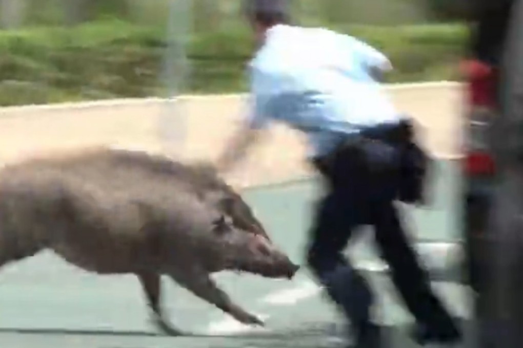 The policeman had to go to hospital, after being charged by the boar. Photo: Cable News