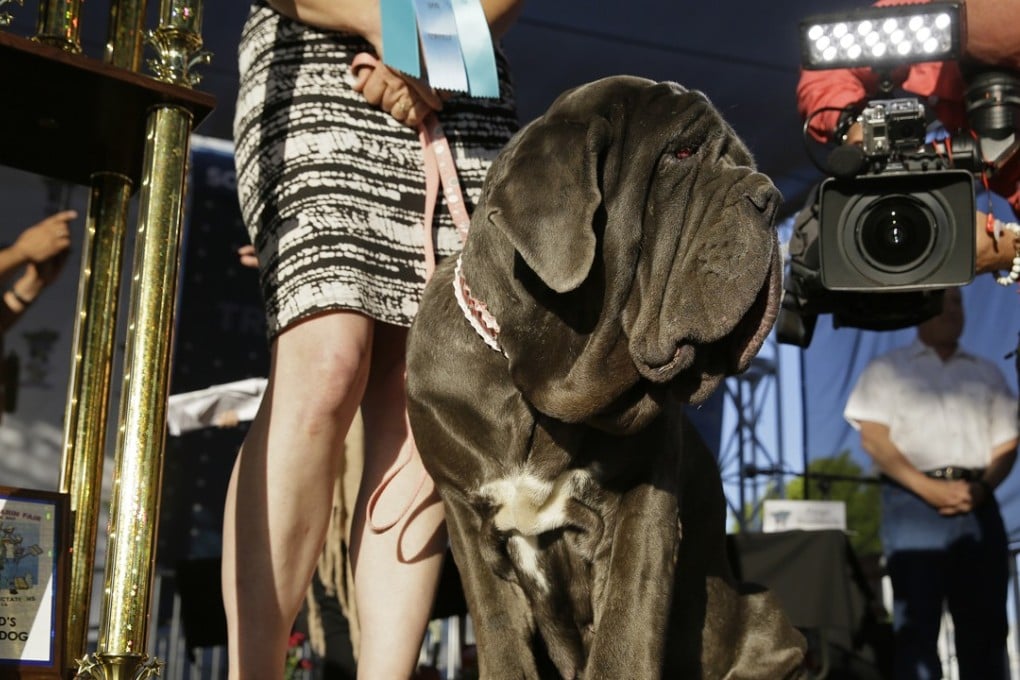 Martha, a Neapolitan mastiff. Photo: AP