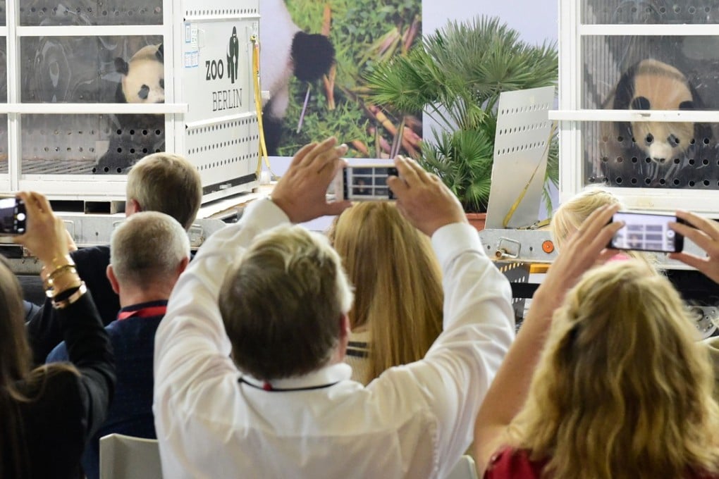 Giant pandas Meng Meng and Jiao Qing are displayed at a press conference in Berlin on Saturday. Photo: AFP