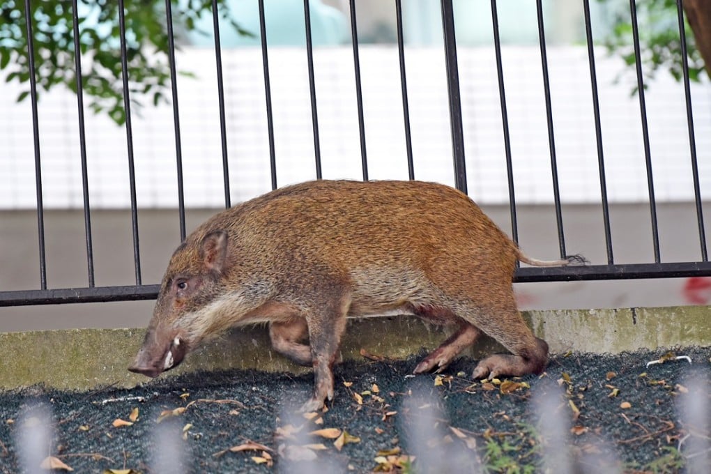 Wild boar sightings and capture have gone up in the past two years. Photo: Handout