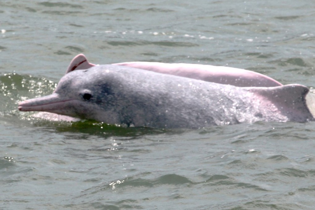 The population of the Chinese white dolphin has dipped to critical levels, experts say. Photo: K. Y. Cheng
