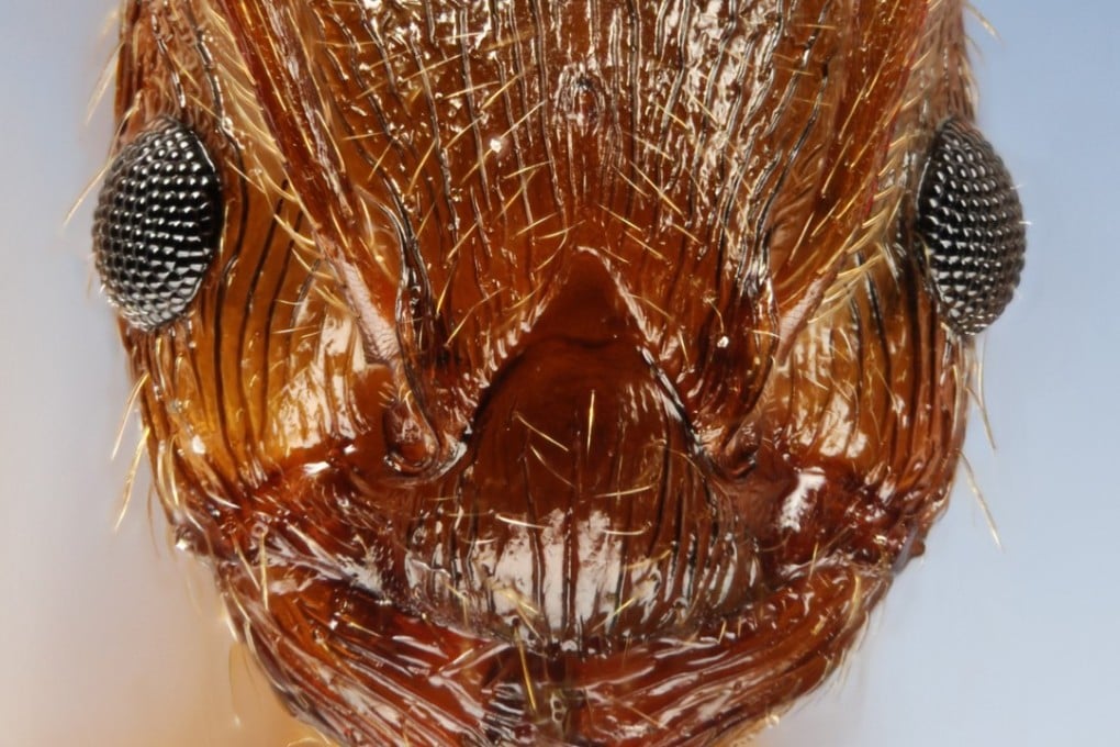 A close-up of the head of a fire ant. Photo: Corbis