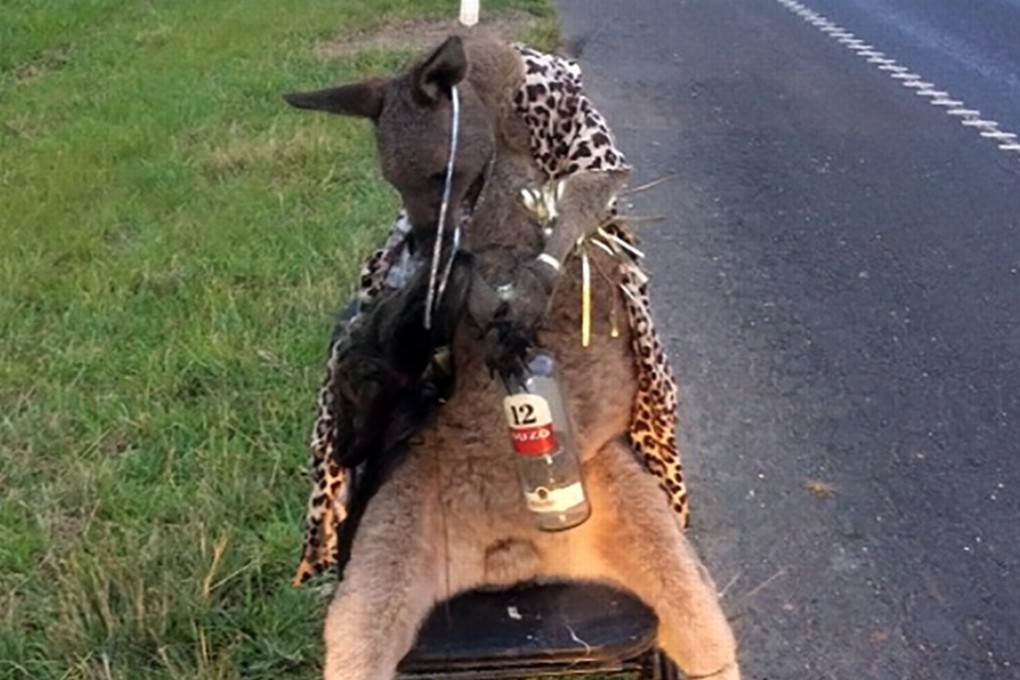 A dead kangaroo tied to a chair at the roadside in the outskirts of Melbourne. Photo: AFP