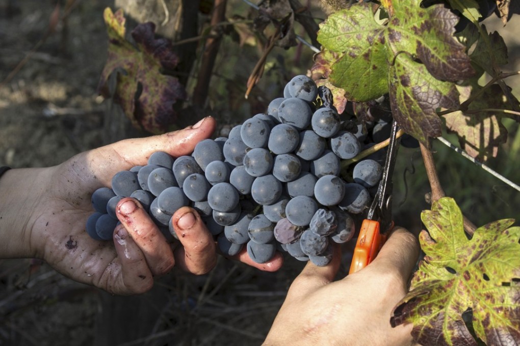 Rioja winemakers including Juan Carlos López de Lacalle produce wines bottled according to terroir- and site-specific character, so feel hampered by labelling grapes as from only one geographical designation. Photo: Shutterstock