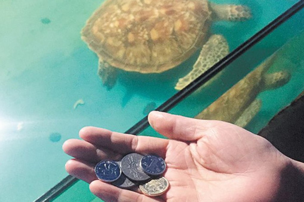 People in China and other Asian countries often throw coins into turtles’ enclosures to wish for health and long life. Photo: Handout