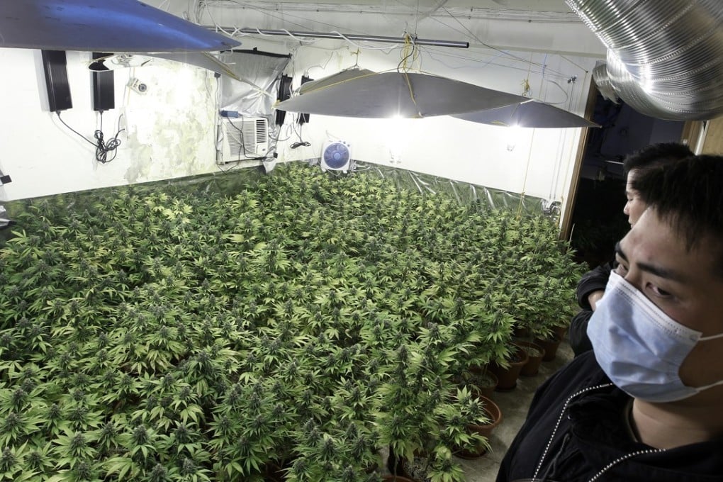 Police officers at a cannabis farm in a village near Yuen Long. Photo: Sam Tsang