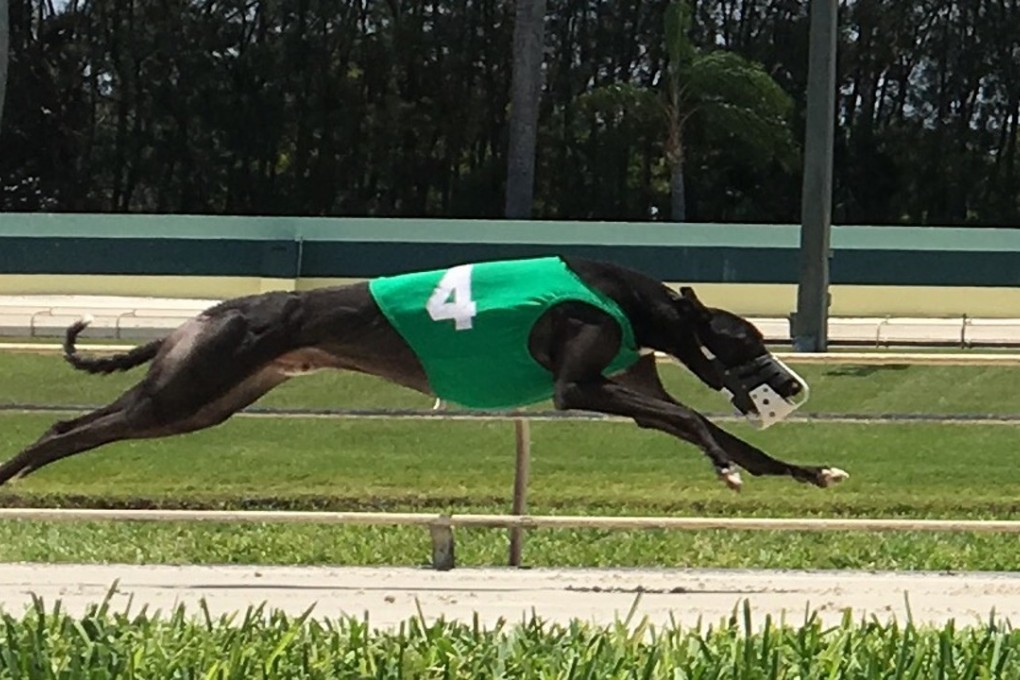 A dog races at the Palm Beach Kennel Club, one of 12 dog tracks in Florida. Photo: Duncan Strauss