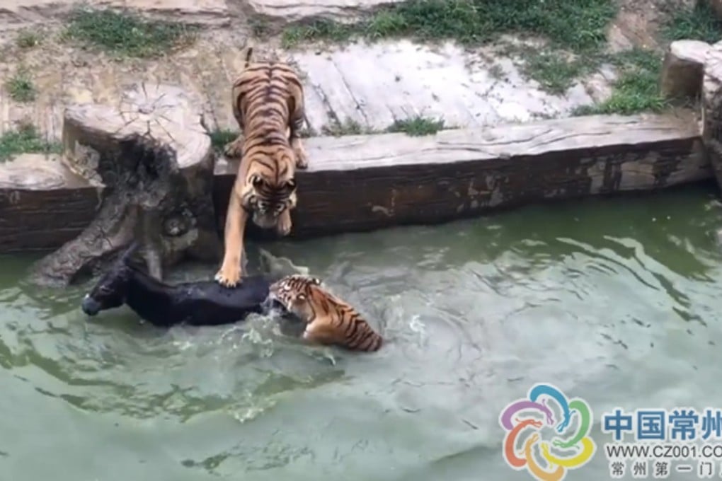 A donkey was thrown into a tiger enclosure to be eaten alive in a Chinese zoo this month. Photo: Handout