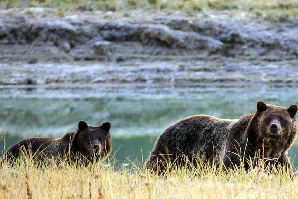 A Grizzly bear mother and her cub walk near Pelican Creek in the Yellowstone National Park, Wyoming. Conservation groups are threatening to sue the Trump administration over plans to delist the grizzly bears from federal protection. Photo: AFP