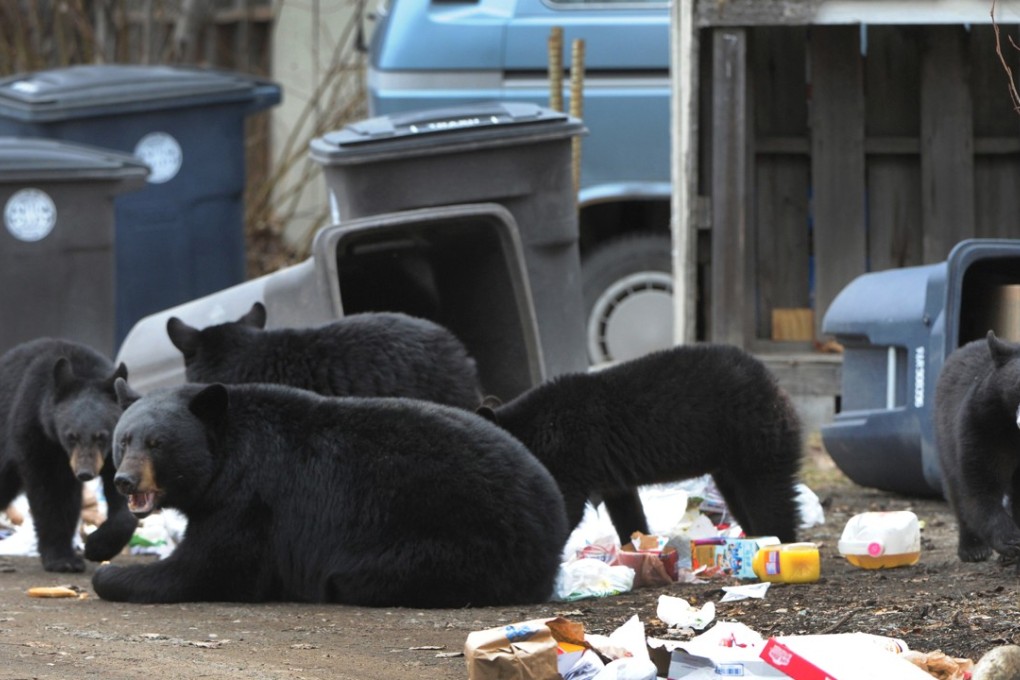 Encounters with black bears in urban Anchorage have been more common in recent years. The Landis family said one had recently rummaged through their garbage. AP