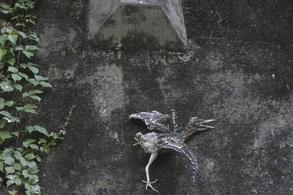 An injured egret on the ground after falling from a tree that was being pruned in Tai Po. Photo: Sam Tsang