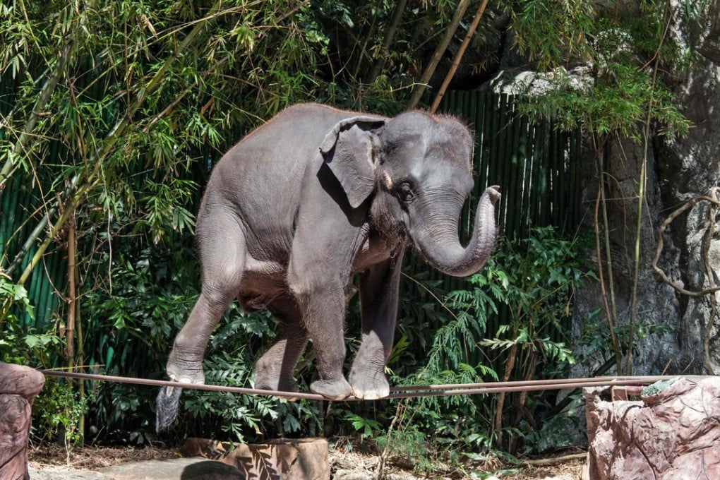 An elephant performing for tourists in Thailand. Photo: AFP/World Animal Protection