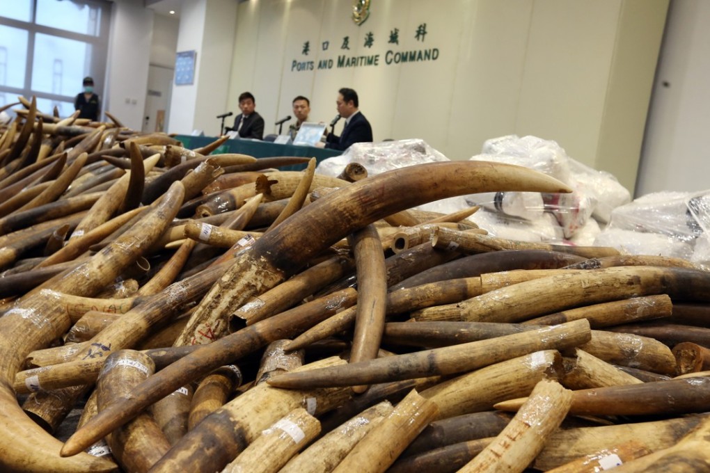 This was the largest ivory seizure in 30 years. Photo: Dickson Lee
