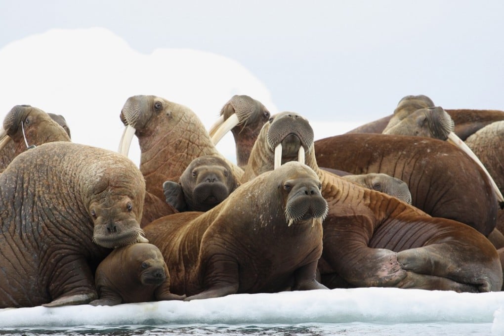 Adult female walruses rest on an ice floe with young walruses in the Eastern Chukchi Sea, Alaska. Photo: AP