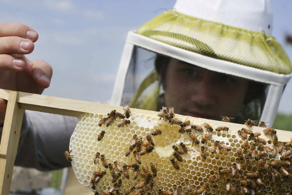 Scientists believe the honey bee crisis is caused by factors such as habitat loss, starvation, winter cold, Varroa mites and pesticides based on the nicotine plant. Photo: AP