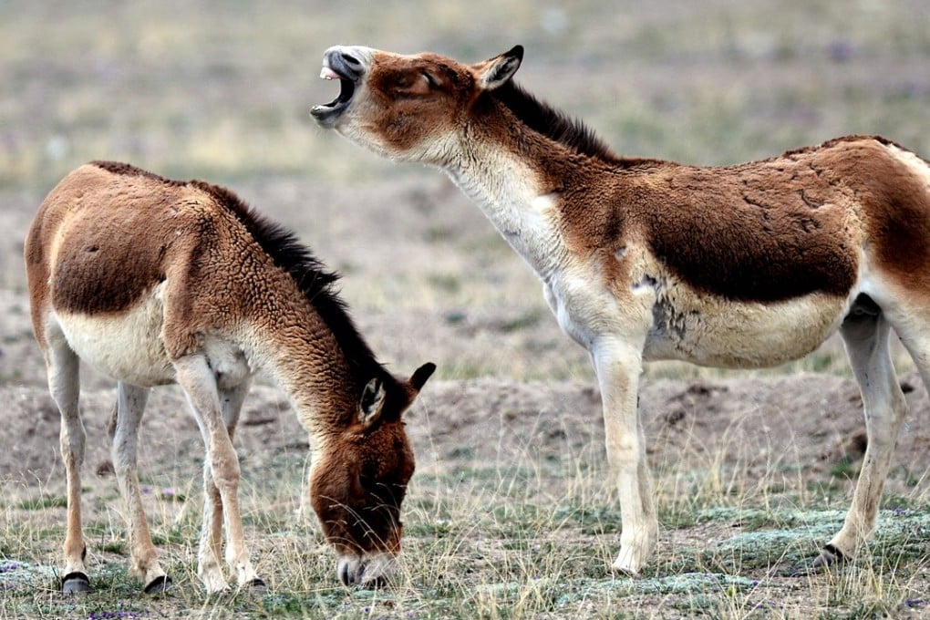 Tibetan wild donkeys graze on Hoh Xil in northwestern China's Qinghai Province. The nature reserve has been named a natural heritage site by Unesco. Photo: Xinhua