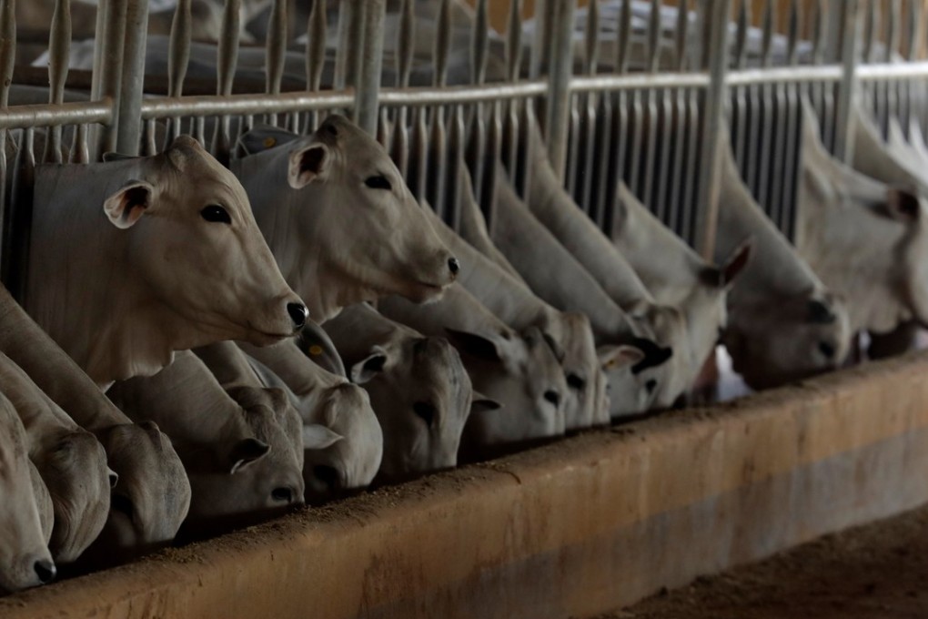 Zebu cattle are seen in a farm in Paulinia, Brazil. The country is asking for talks with the US on its ban of Brazilian beef. Photo: Reuters