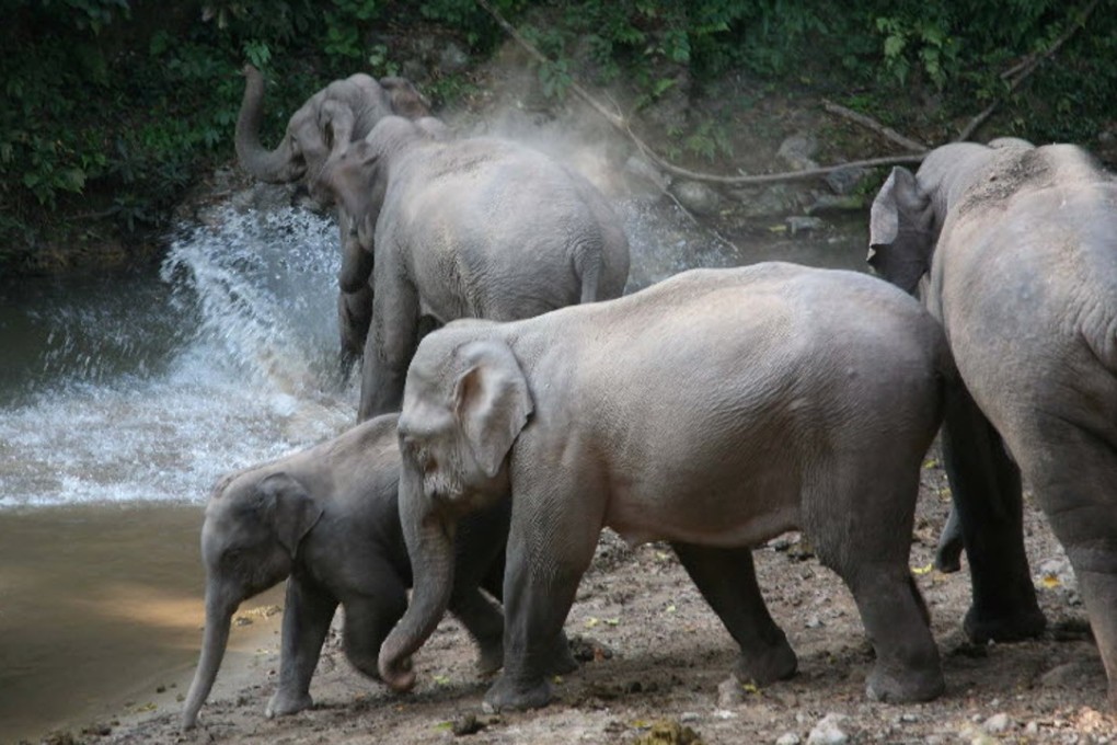 Wild Asian elephants play in a pond in Xishuangbanna, Yunnan province, in this file photo. Photo: Xinhua