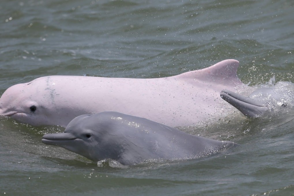 The number of Chinese white dolphins in Hong Kong waters has fallen from an estimated 188 in 2003 to just 47. Photo: Handout