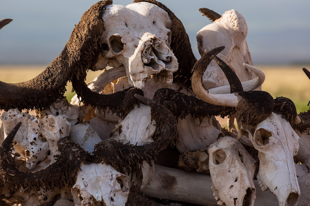 The sixth extinction is already further along than we thought. Photo: Shutterstock/Photosite