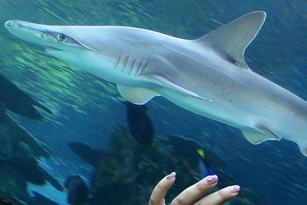 A whitetip reef shark at the Aquarium of the Pacific in Long Beach, California. A shark attackon a kayaker forced authorities to shut down beaches in the state. Photo: AFP