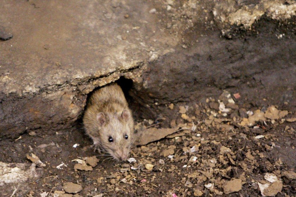A rat emerges briefly from its hole at a subway stop in the Brooklyn borough of New York, before retreating at the arrival of the F train, in this file photo. Photo: AP