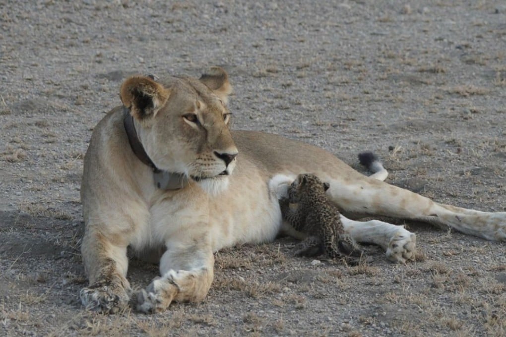 A leopard cub nurses from a lioness known as Nosikitok in Tanzania's Ngorongoro Conservation Area on Tuesday. Photo: Courtesy of Panthera.