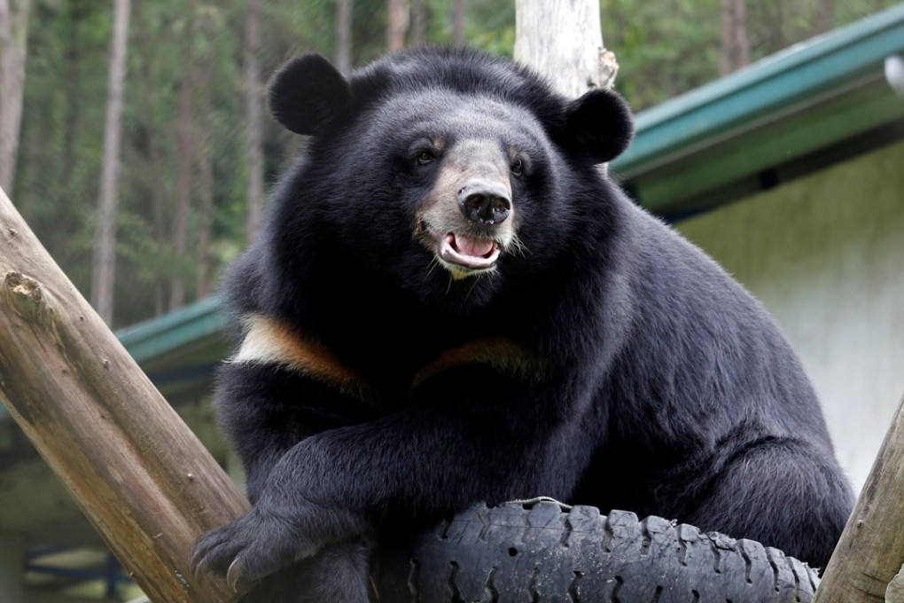 A Moon bear at a rescue centre in Tam Dao, outside Hanoi. Photo: Reuters