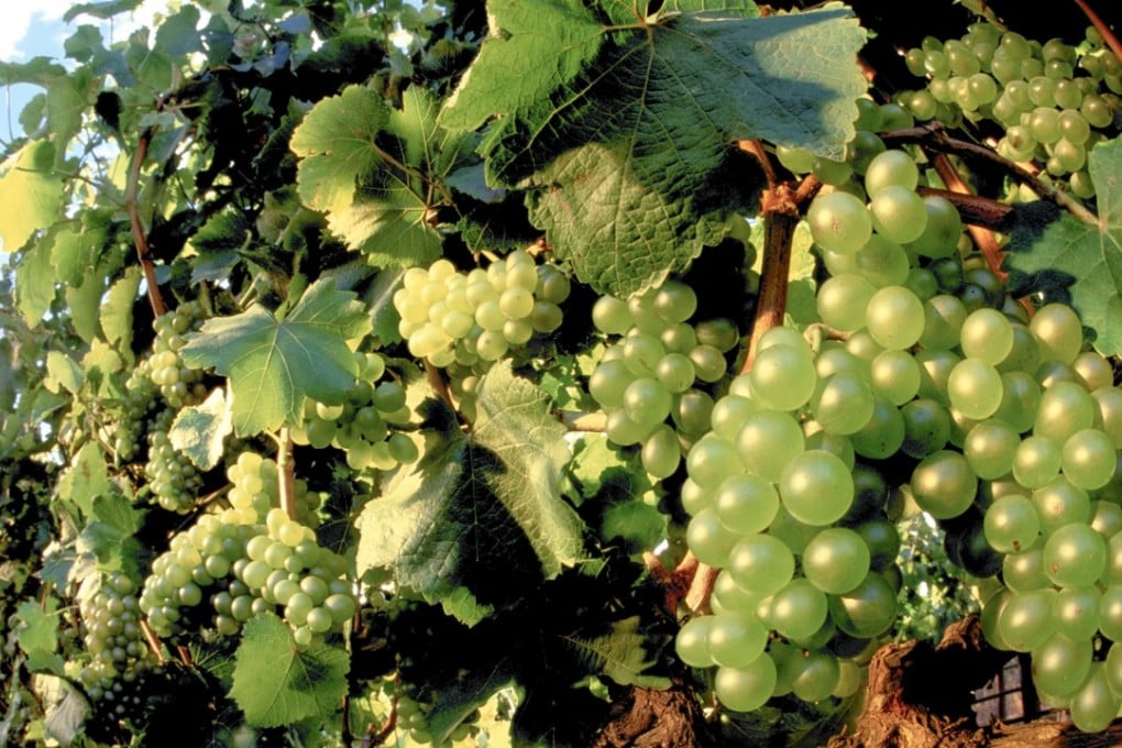 Chenin blanc grapes at a South African vineyard. Picture: Alamy