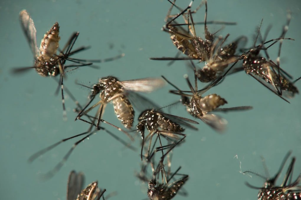 Aedes aegypti mosquitoes, responsible for transmitting Zika, sit in a petri dish. Photo: AP