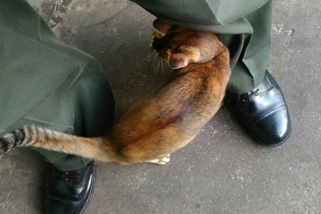 Many of the cats have lived at the facility for years. Photo: Handout.