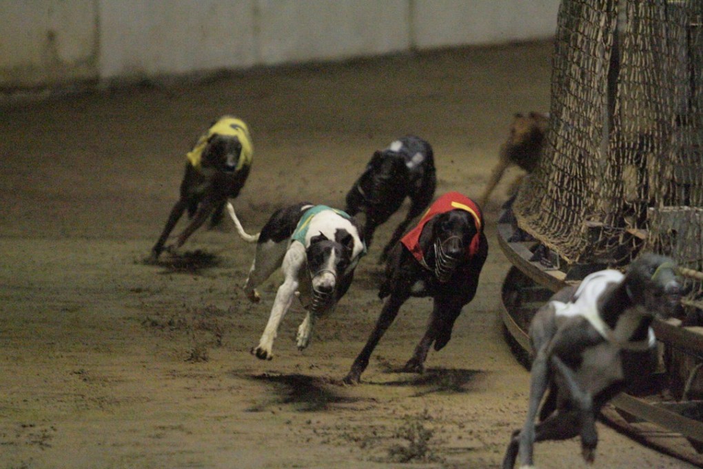 Greyhounds racing at the Macau Canidrome Club, also known as Yat Yuen. Photo: Edward Wong
