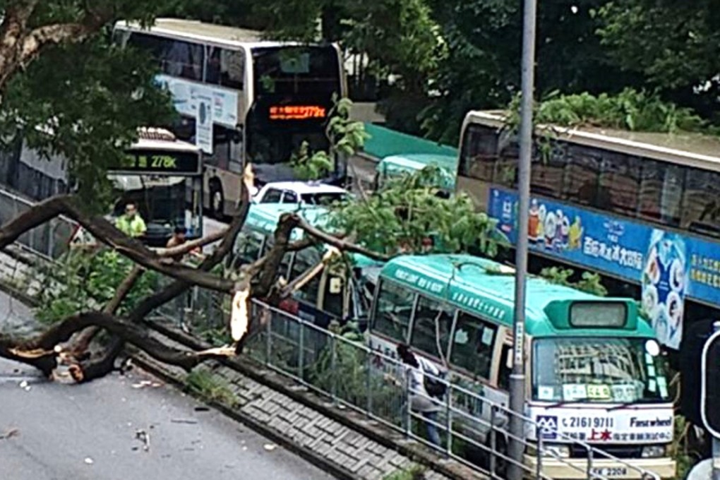 The tree halts traffic outside the Cheung Wah Estate. Photo: Handout