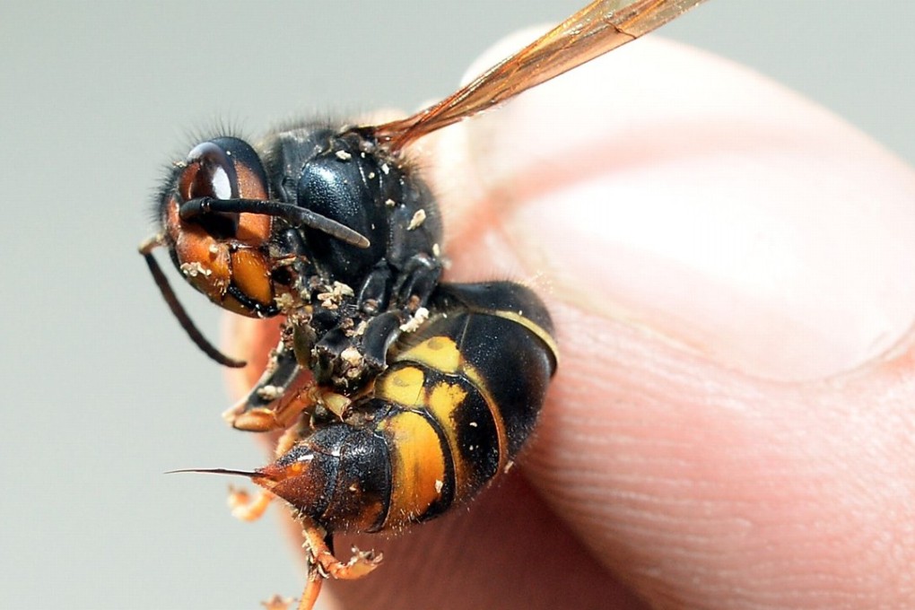 A picture taken in Saint-Paul-les-Dax, southwestern France, shows a person holding an Asian Hornet. The invasive species also has taken hold in Britain. Photo: AFP