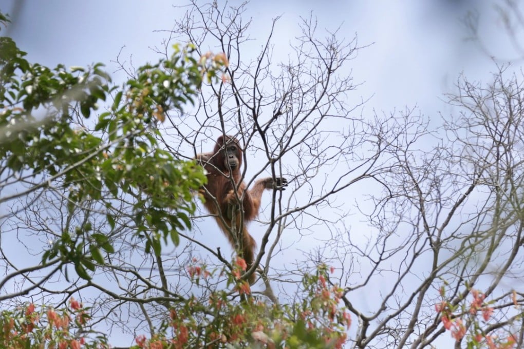A wild orangutan sits on a tree branch in Sungai Mangkutub, Central Kalimantan, Indonesia. Photo: AP