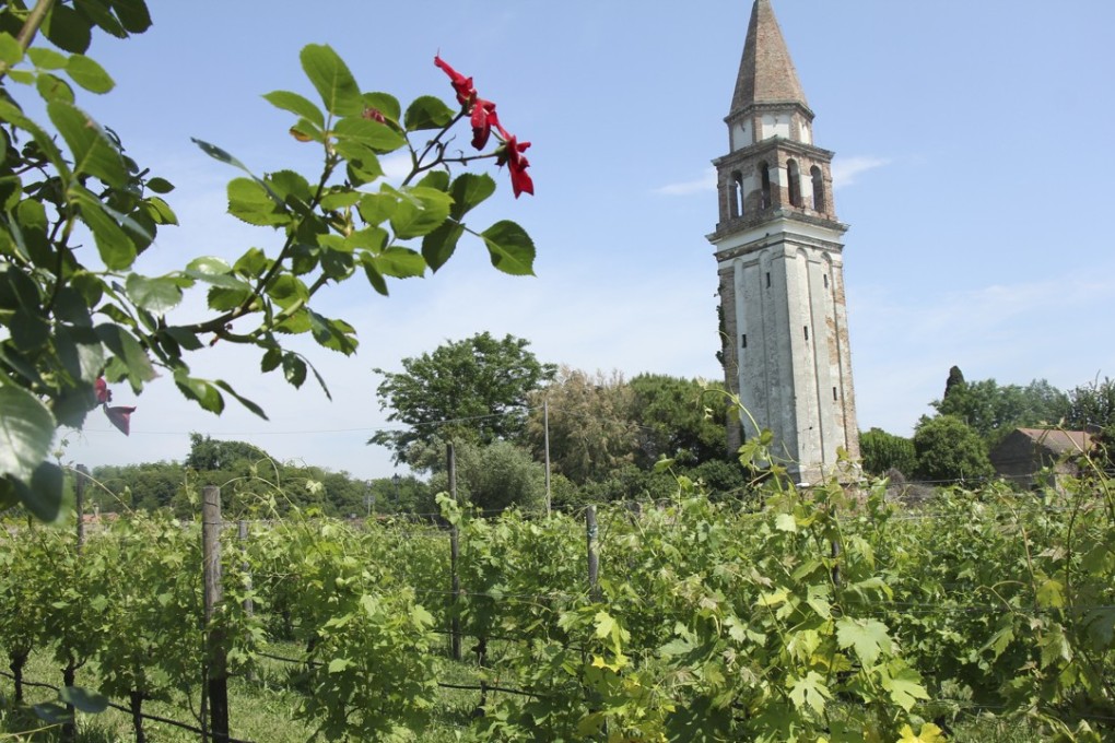 The Venissa vineyard, planted with the almost extinct lagoon grape dorona. Pictures: Venissa Wine Resort