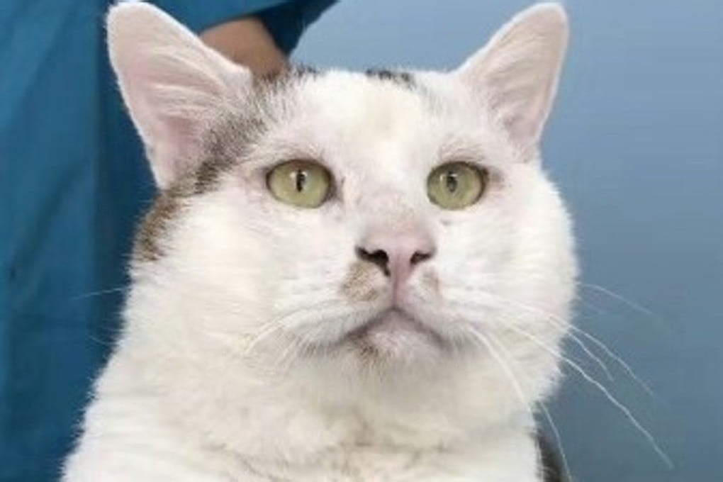 Feifei the cat looking healthy and relaxed after his wounds have healed. Photo: Handout