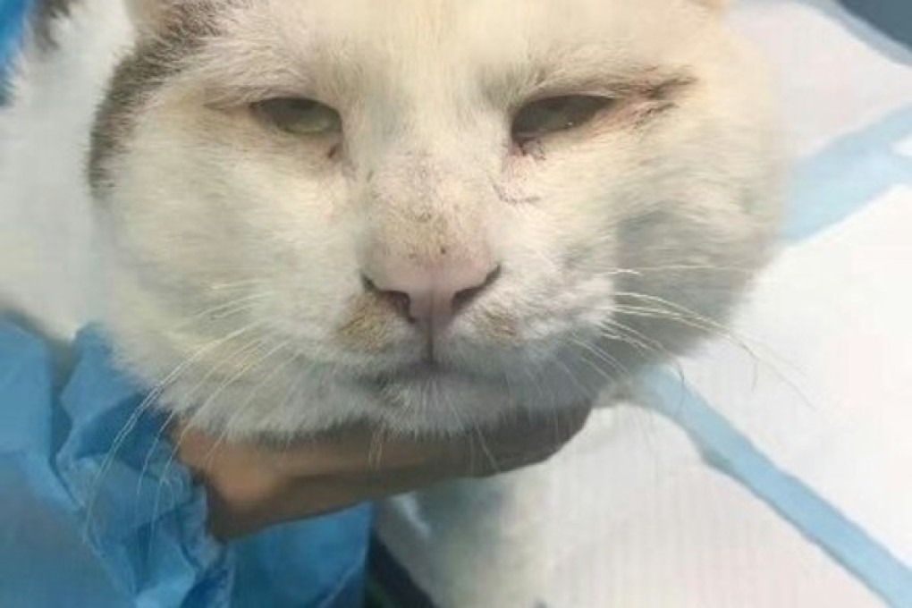 Stray cat shoots to cyberstardom in China after double eyelid surgery