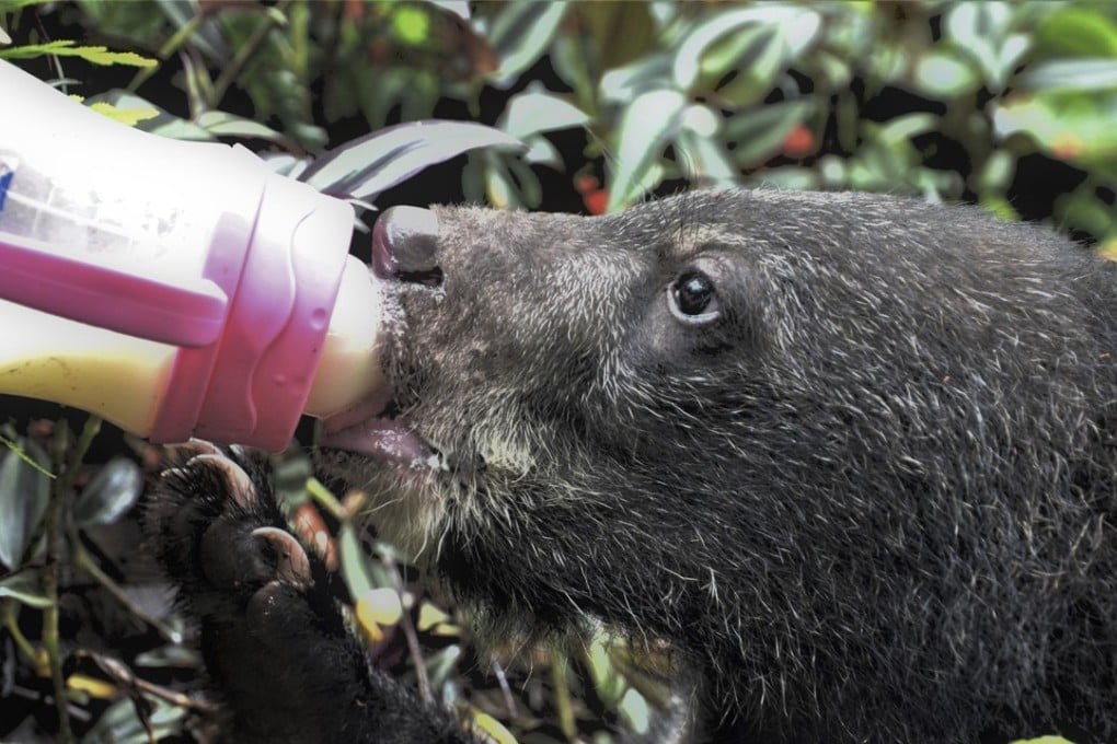 A cub suckles milk at a sanctuary for rescued Asiatic black bears run by the conservationist group Free the Bears Fund near Luang Prabang. A bigger sanctuary is currently under construction. Photo: Tibor Krausz