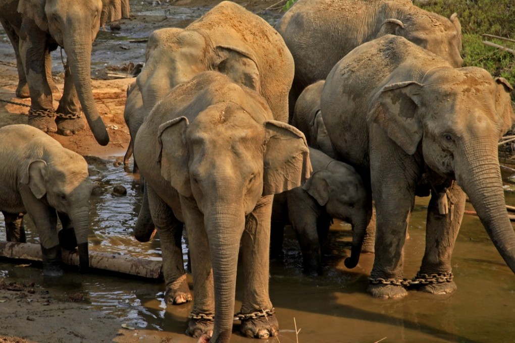 Elephants at the Pho Kyar Natural Elephant Camp in Bago Region, Myanmar, part of an elephant conservation project. Photo: Xinhua