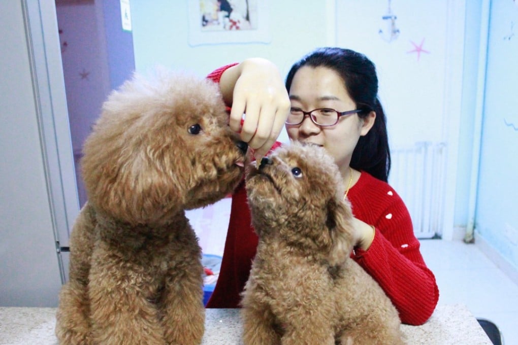 Beijing kindergarten teacher Xu Yingying enjoys taking care of guest dogs as well as her own teddy bear dog. Photo: SCMP Pictures